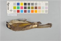 藏品(烏頭翁)的圖片